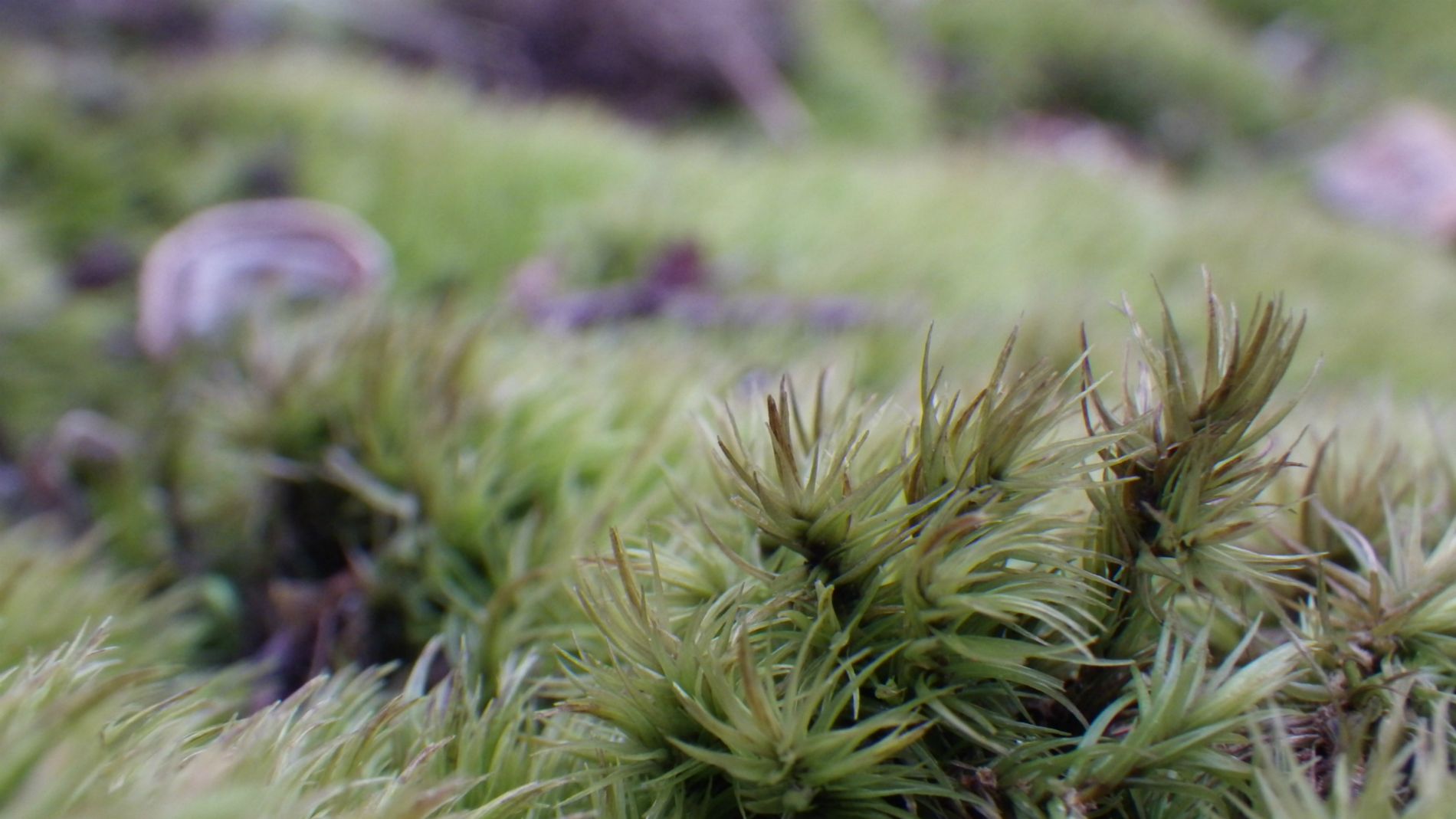 Micro landscape.