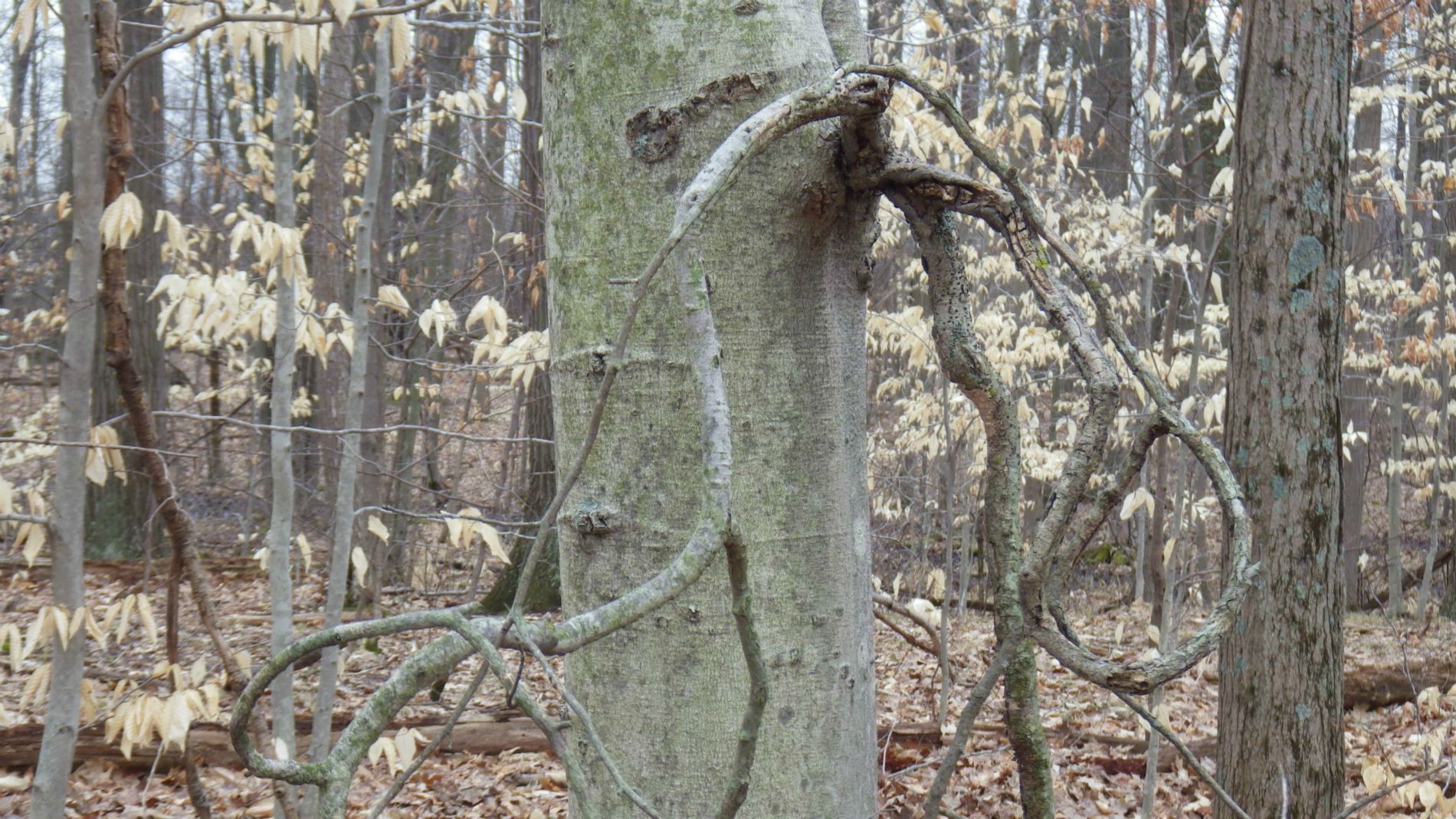 Staghorn branch on small beech tree.