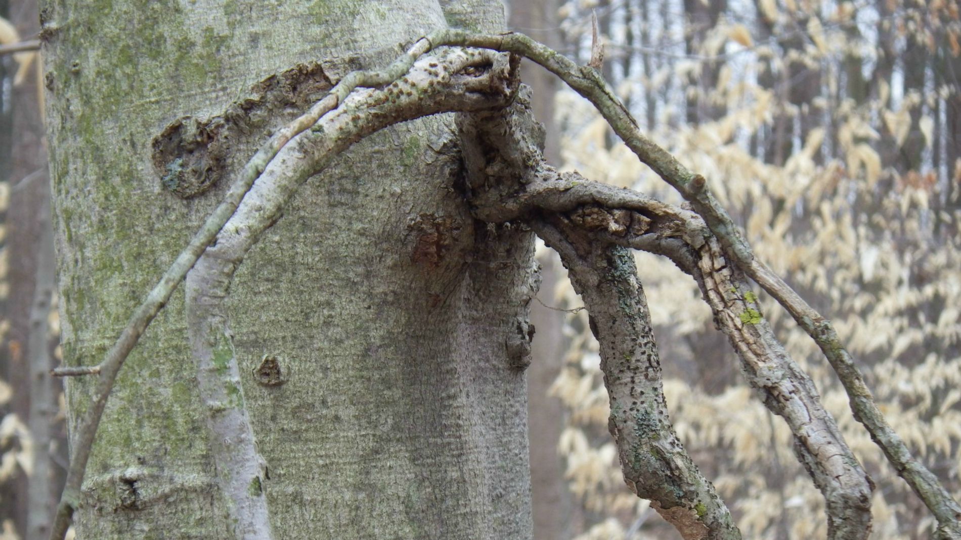 Staghorn close-up.