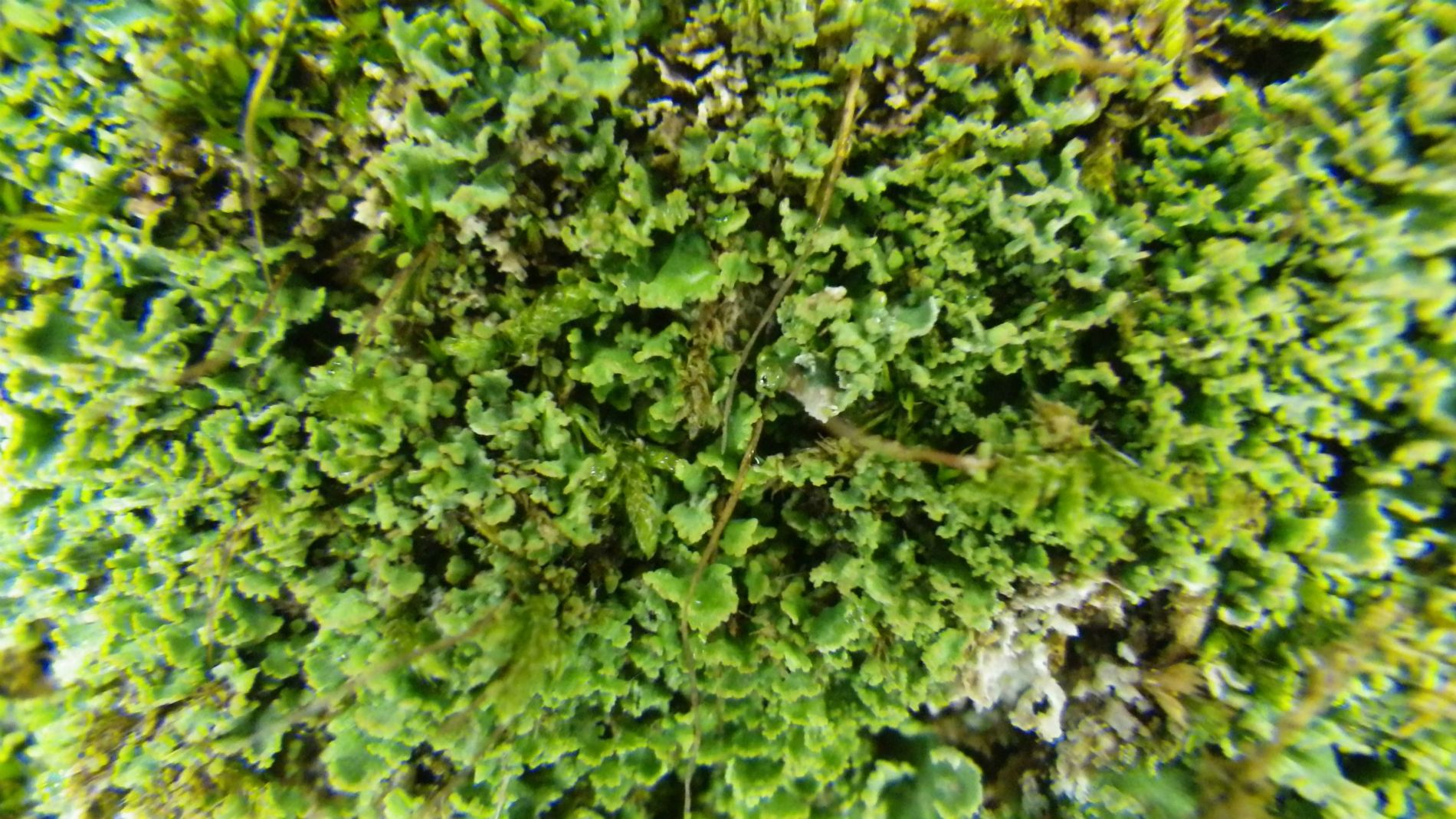 Green Lichen.