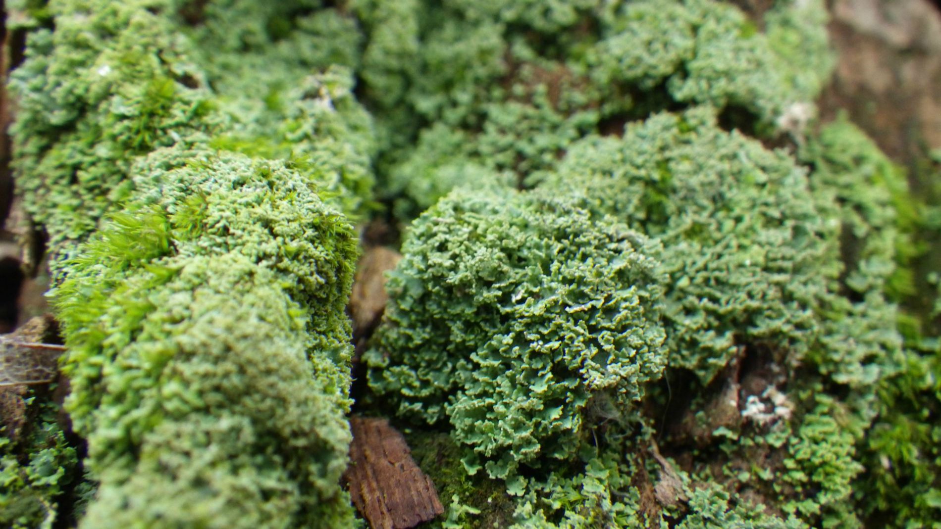 Carpet munching on wood. Keep your mind out of the gutter.