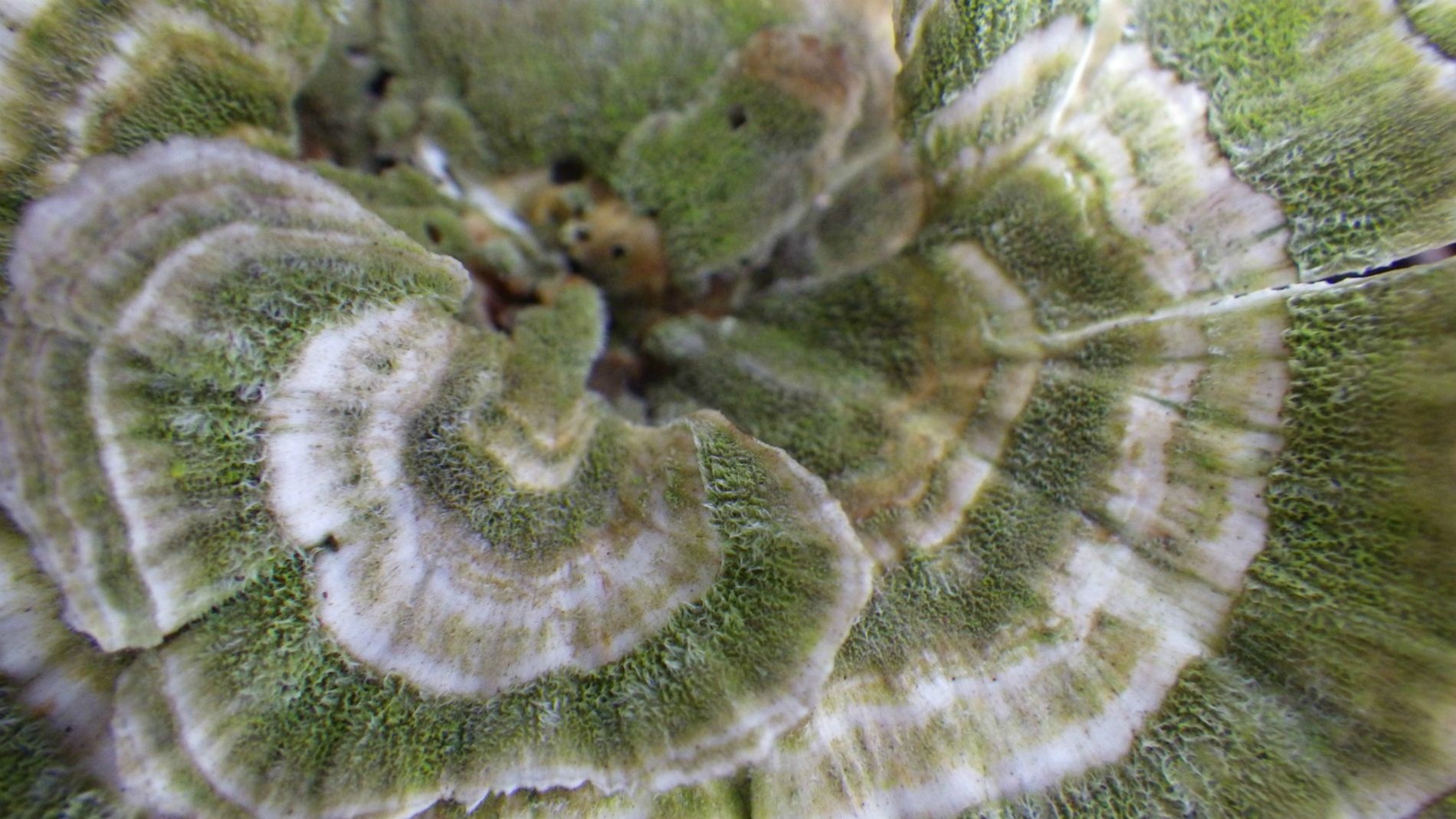 Green spirals.