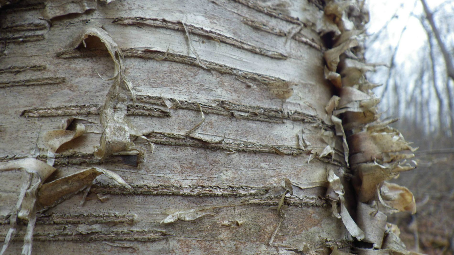 Birch bark.