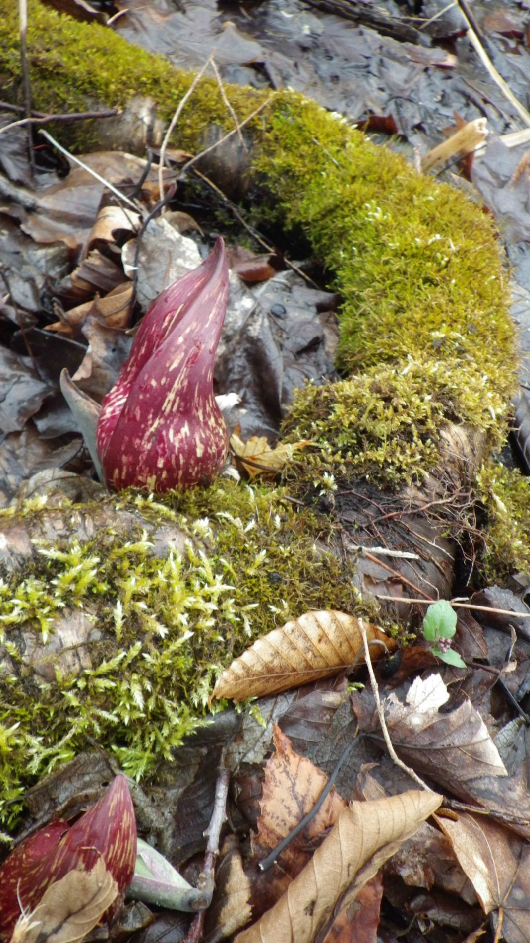 Skunk Cabbage emerging beside a moss covered log.