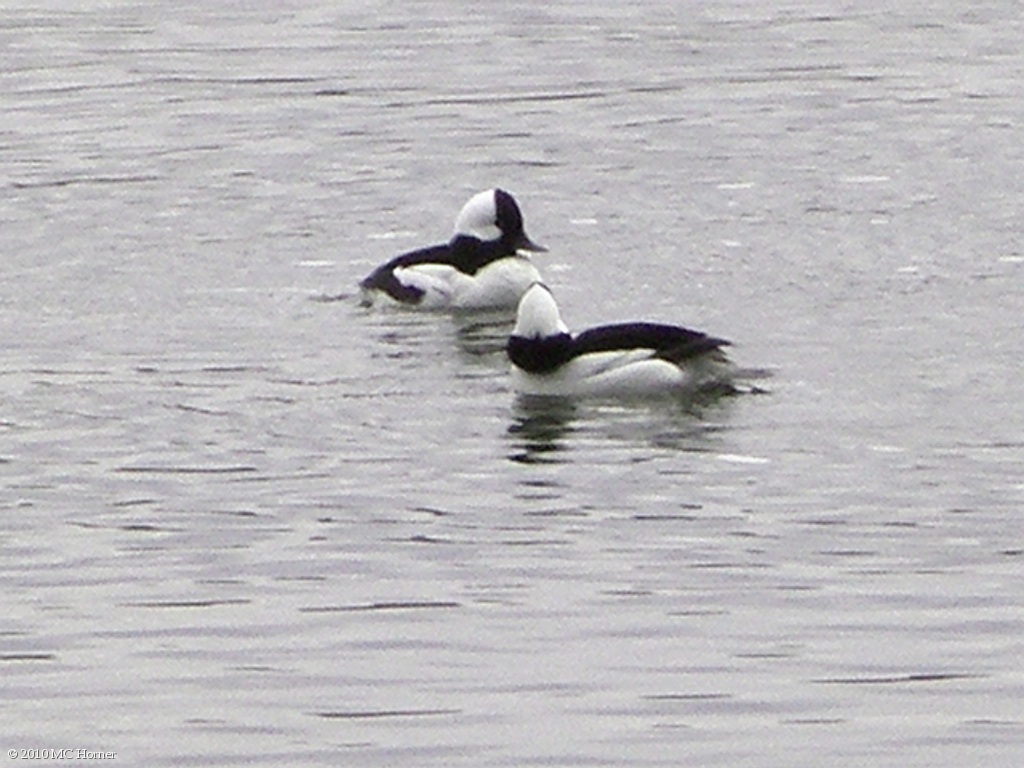 Merganser pair.