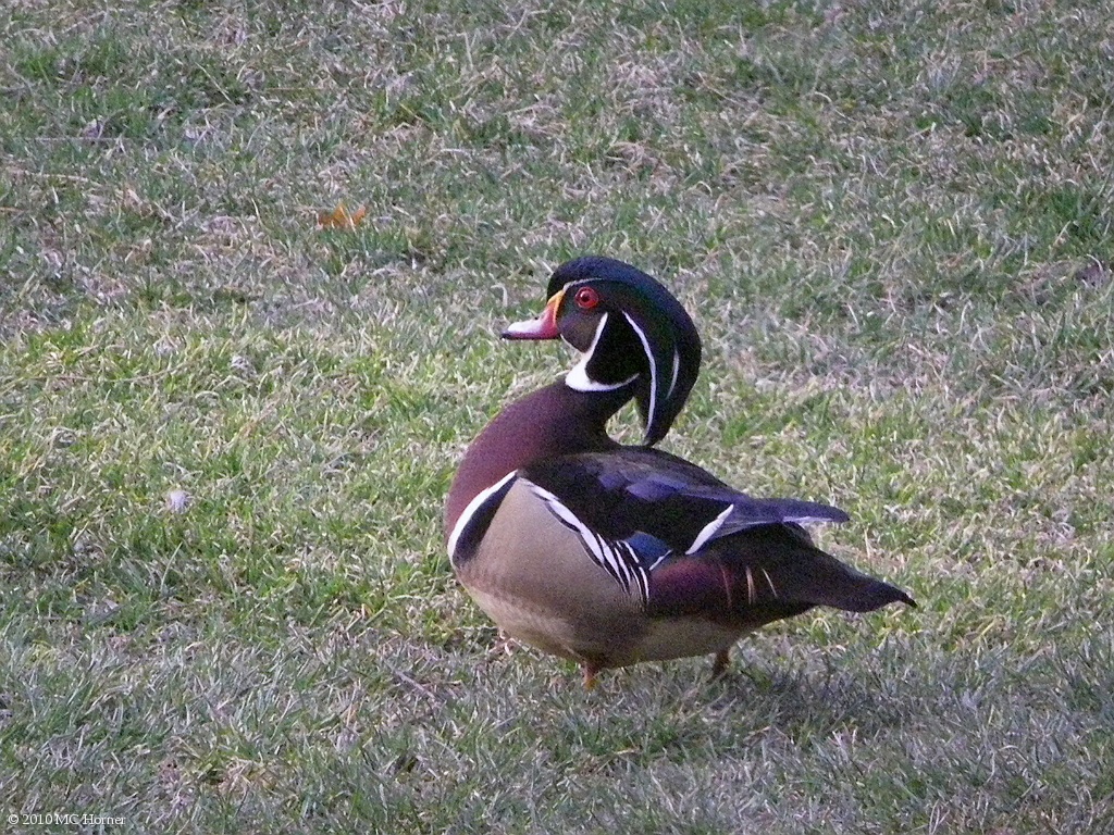 Male Wood Duck struts his stuff.