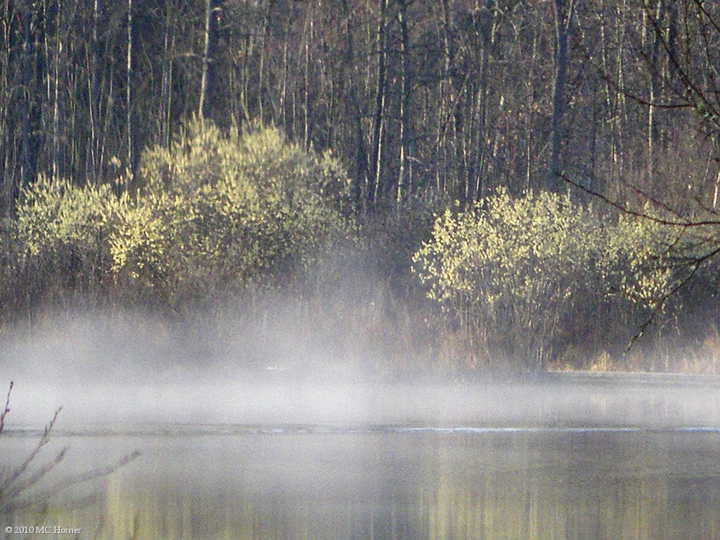 Pussy Willows in bloom.