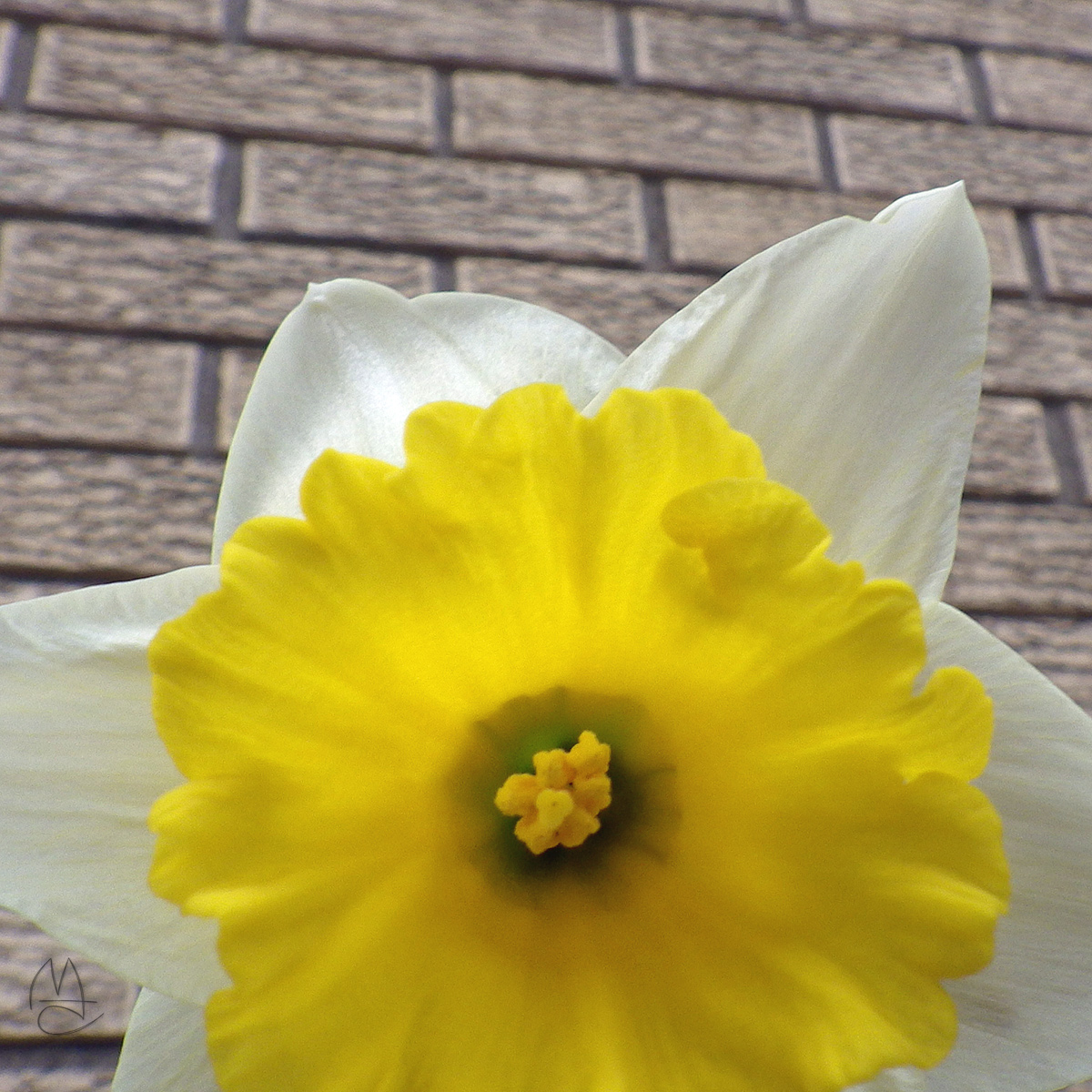 First daffodil.