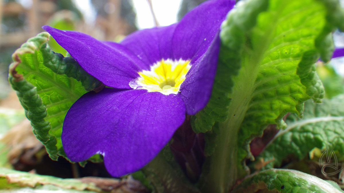 Purple primrose.