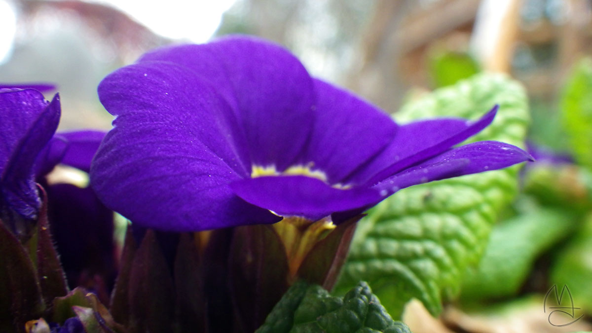 Purple and green are so nice to see after months of ice and snow.