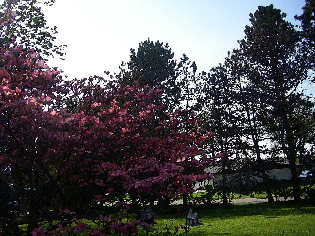 Pink Dogwood