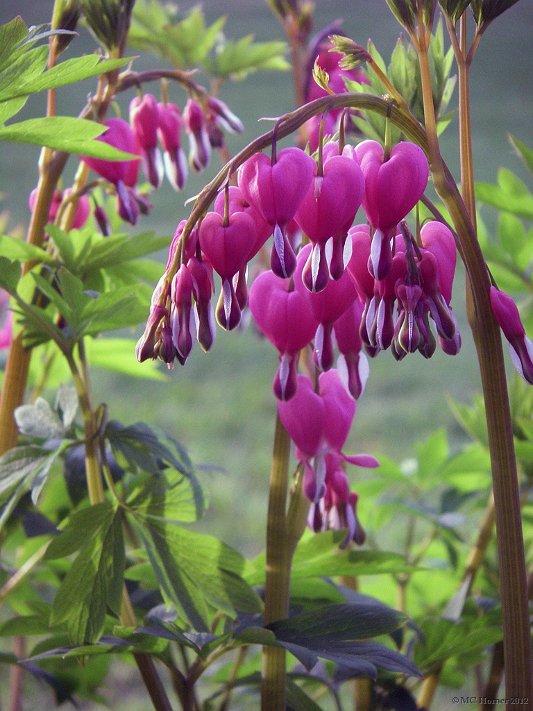 Heart-shaped hearts.