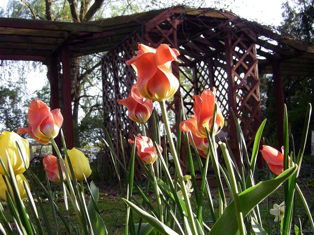 Behind the arbor.