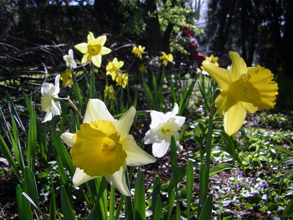 Crouching daffodils, Hidden Grandma.