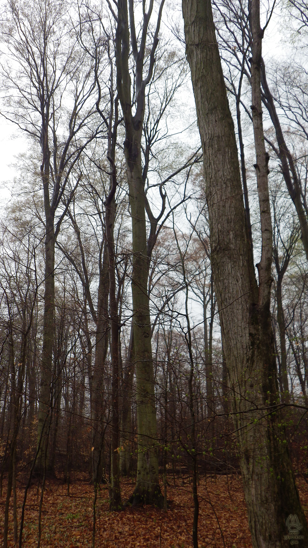 Tree portrait. American Beech.