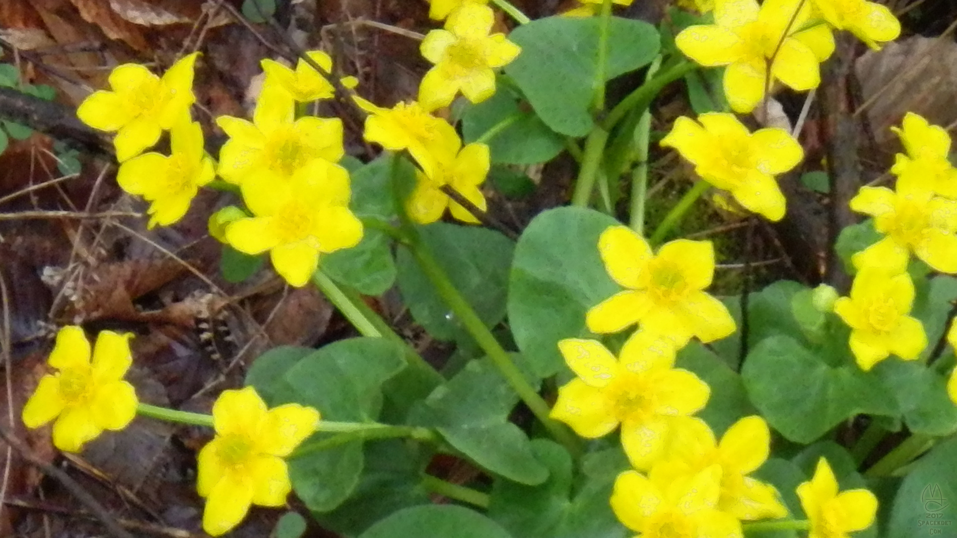 Marsh Marigolds.