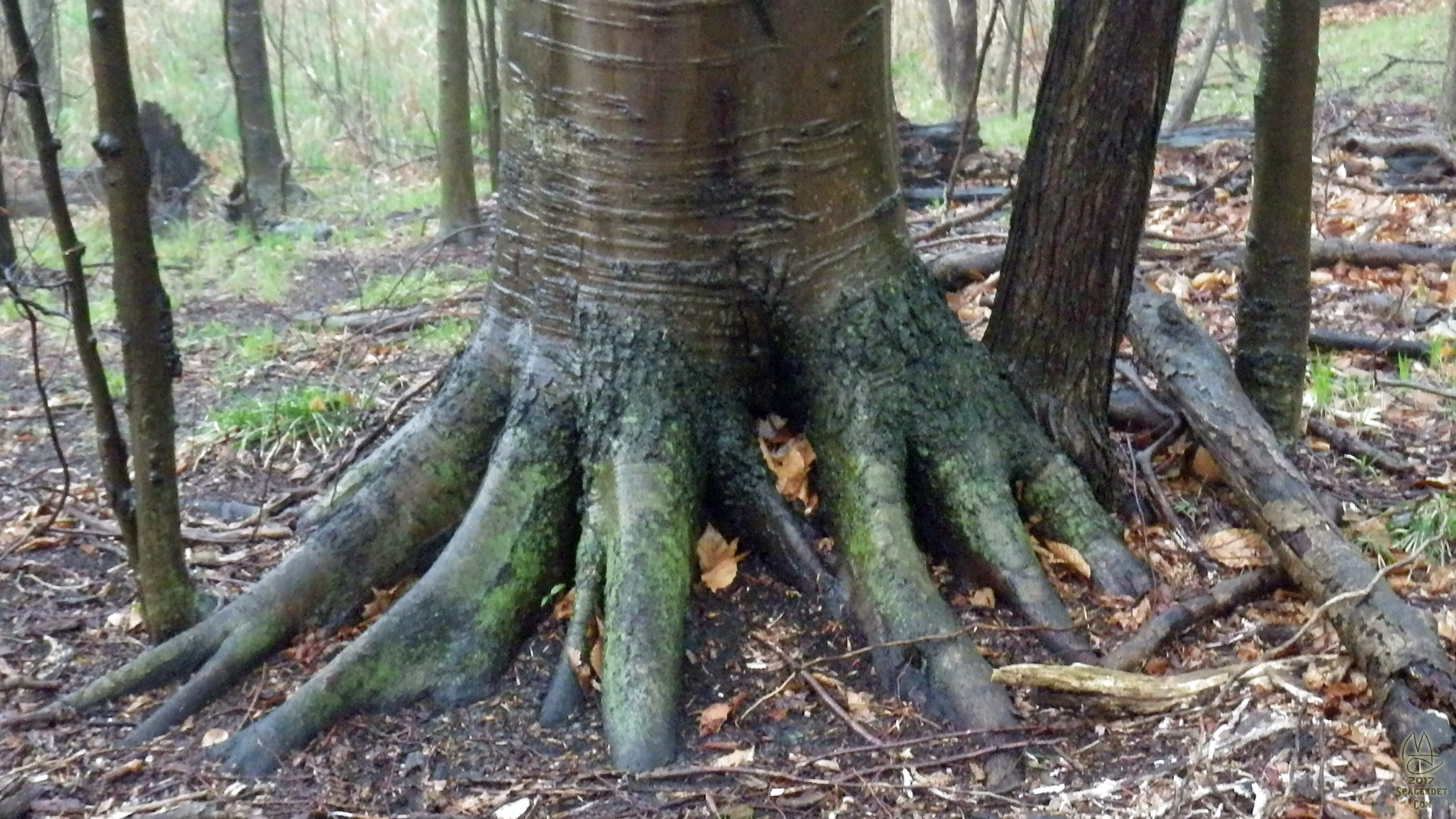 Beech feet.