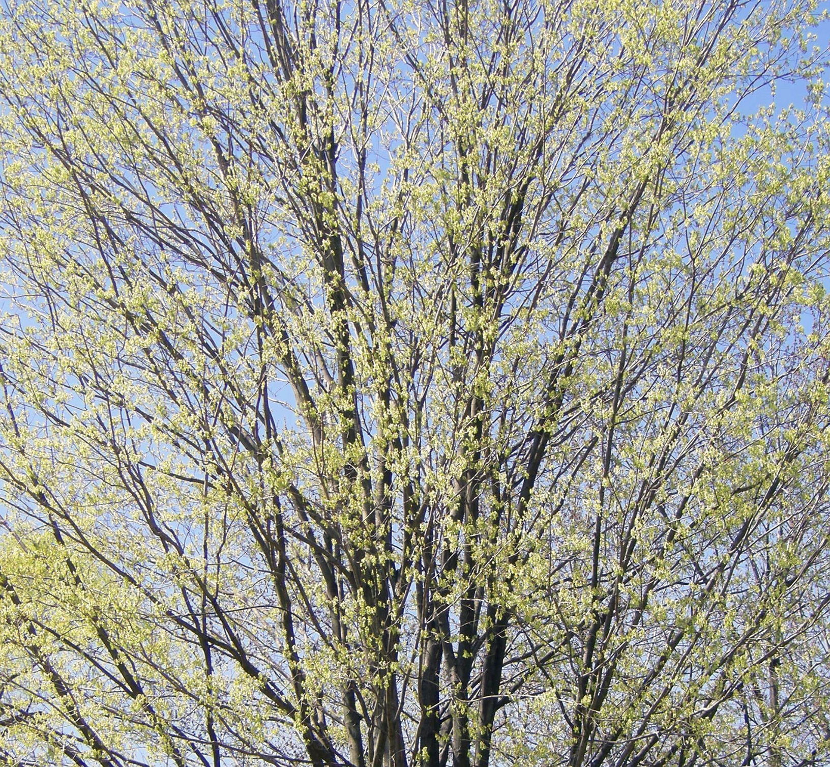 Maple in spring green colors.