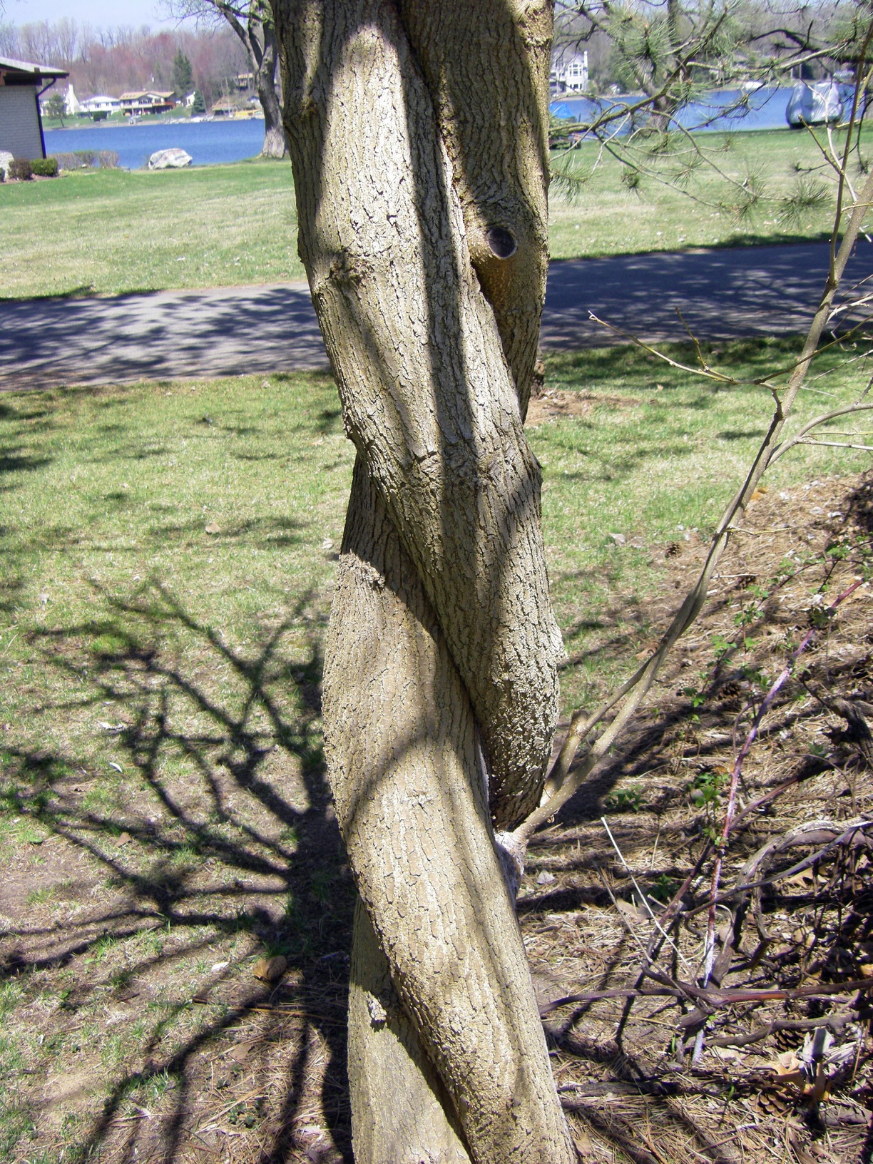 Round and Round the mulberry bush.