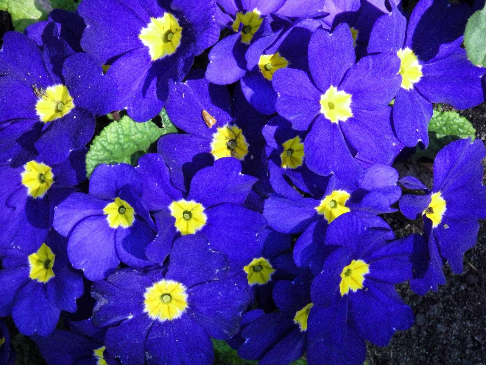 Purple Primrose path.