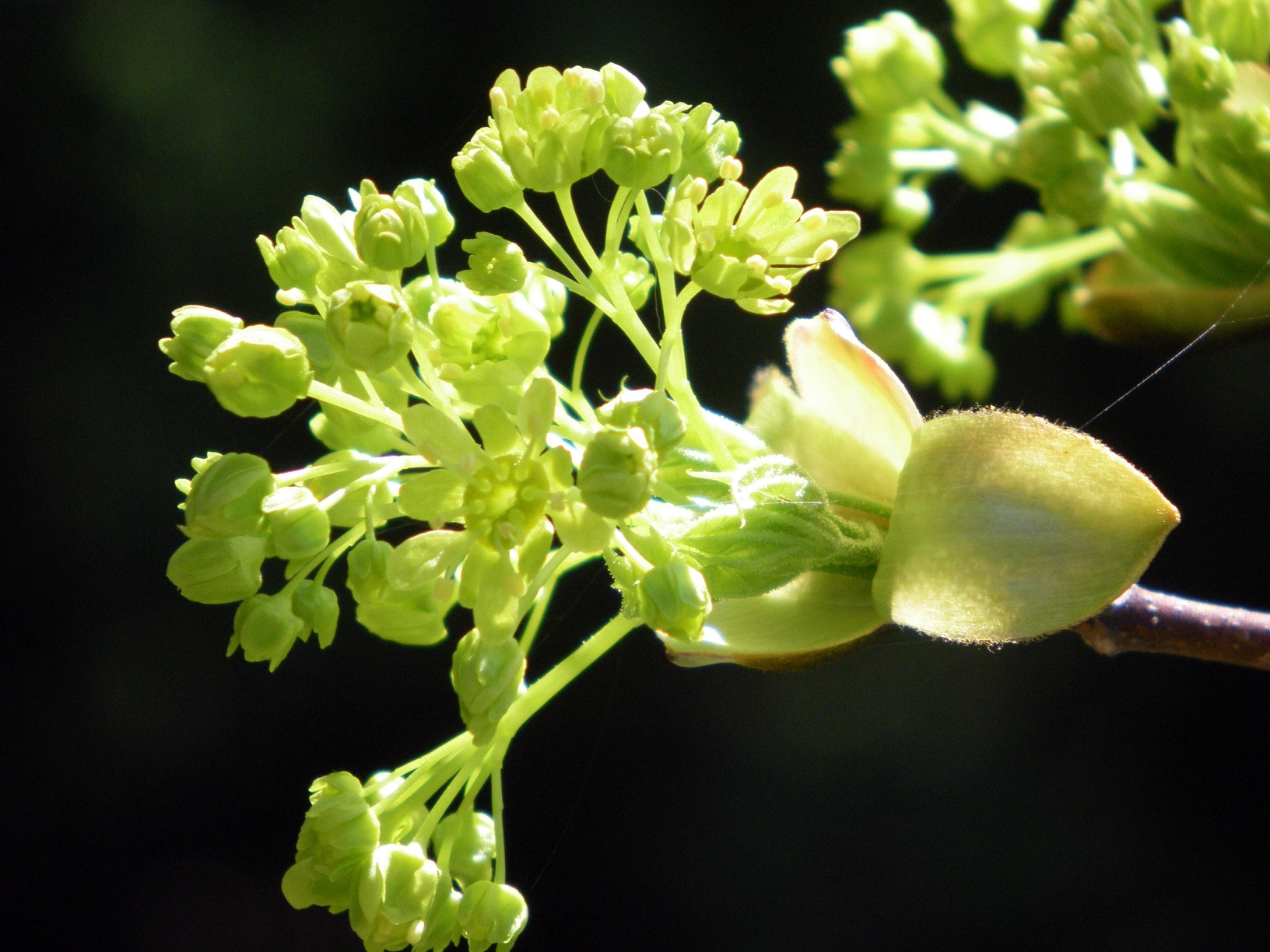 Maple Flower, out before the leaf.