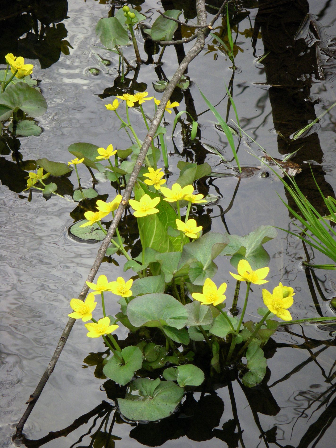 Marsh Marigolds