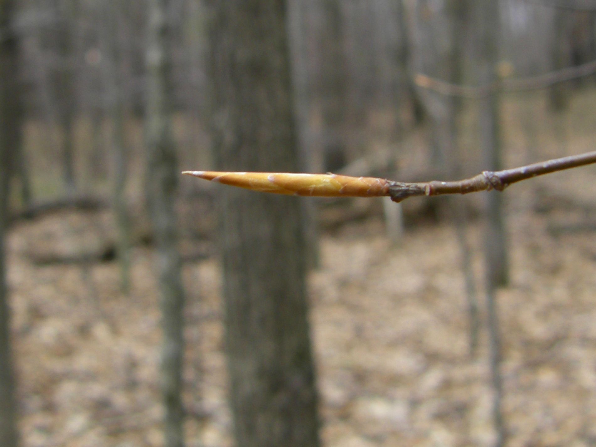 Beech bud.