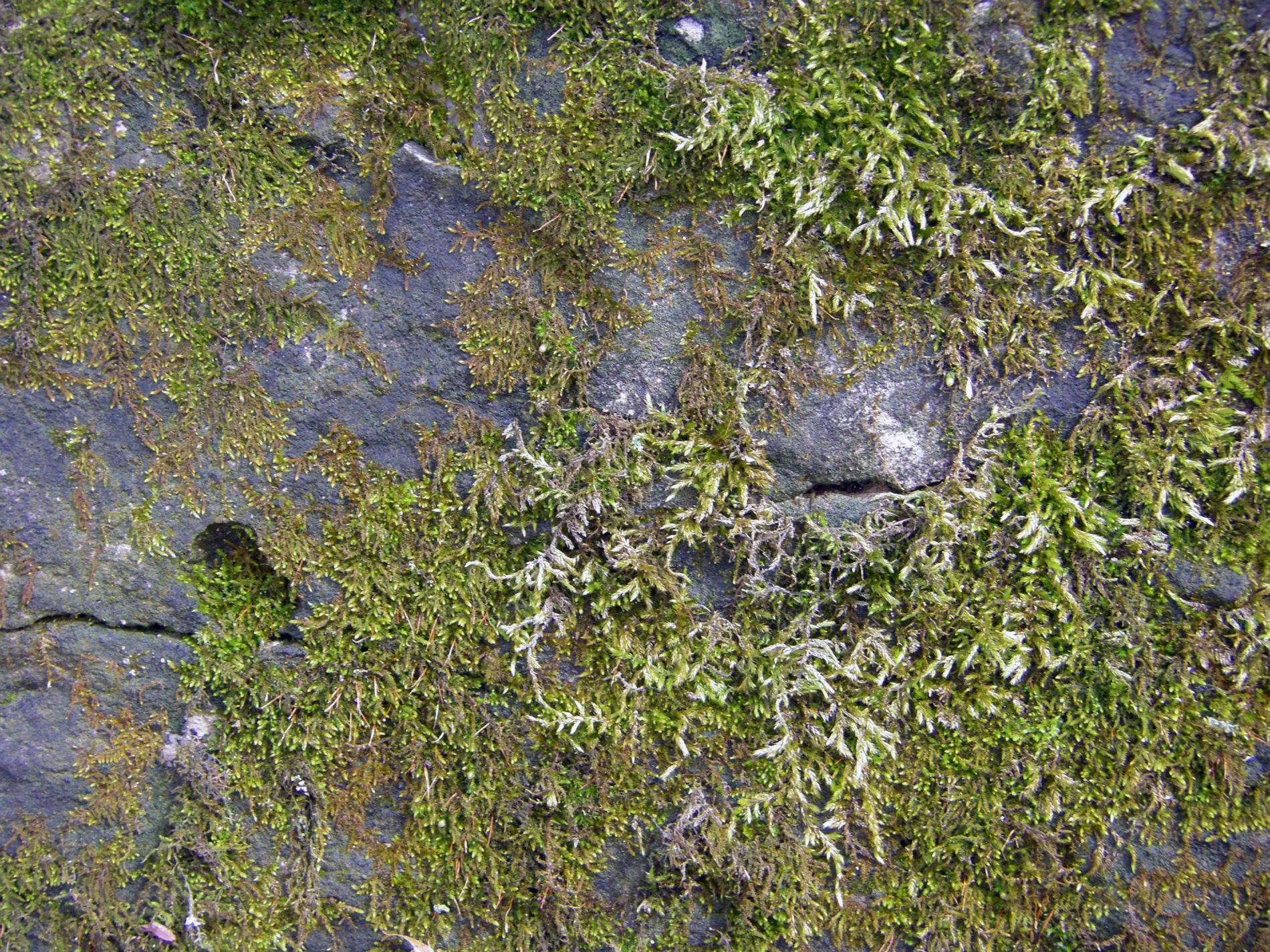 Moss on fieldstone. Tileable texture here.