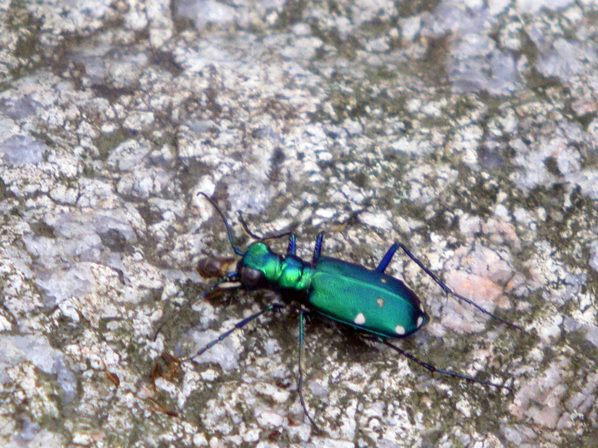 Six Spotted Tiger Beetle.