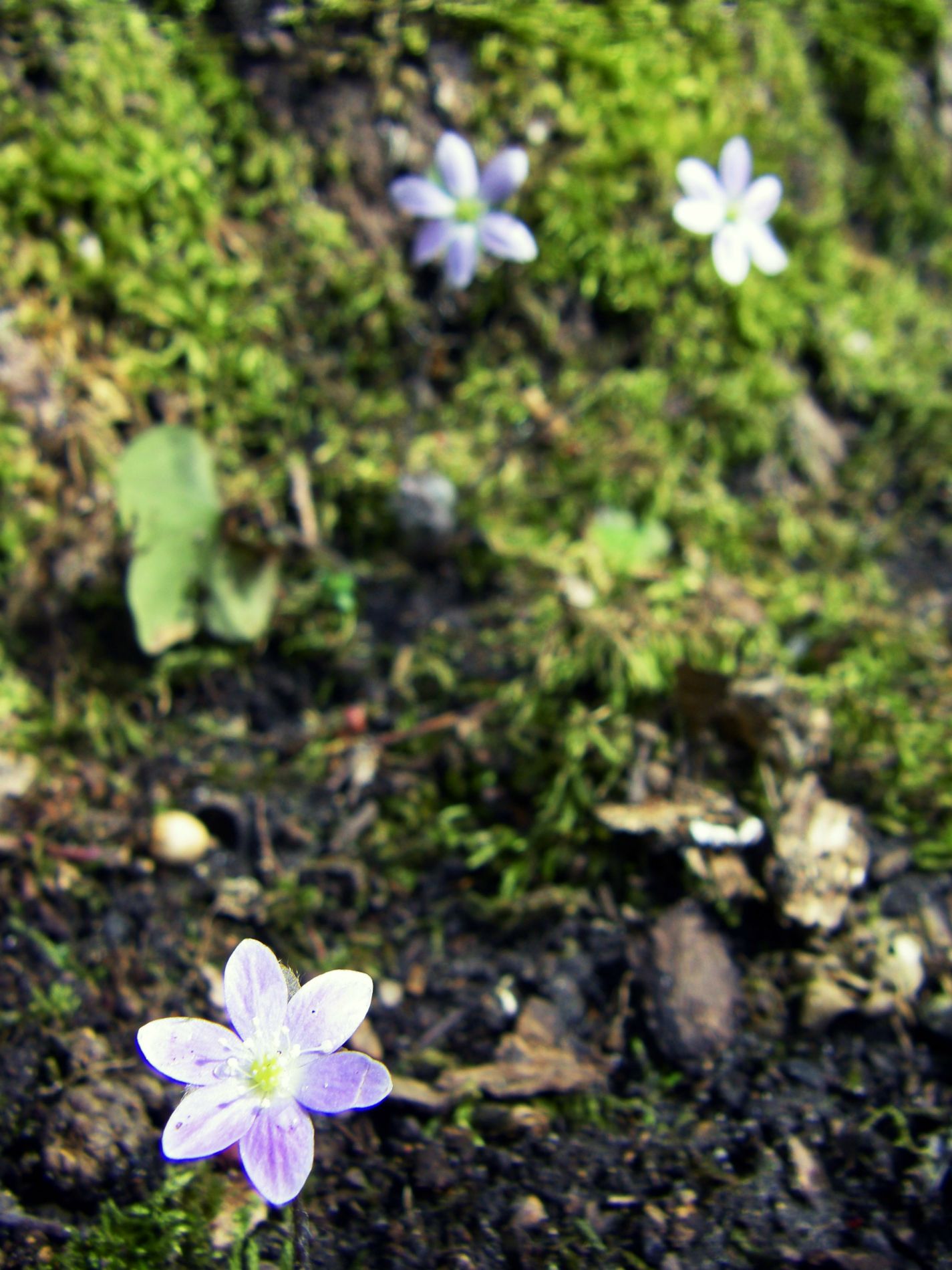 Wildflowers.