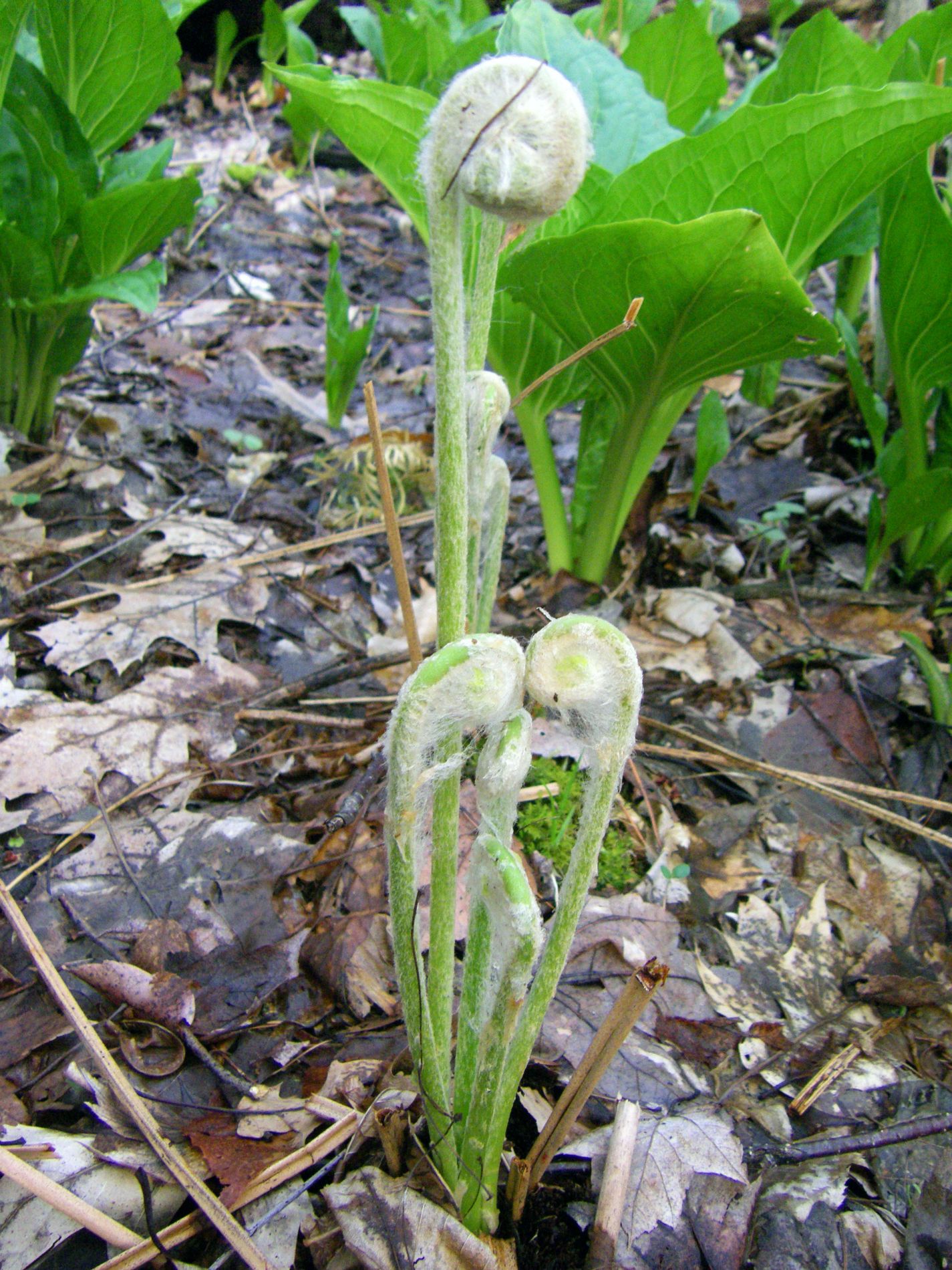 Fiddlehead fern.