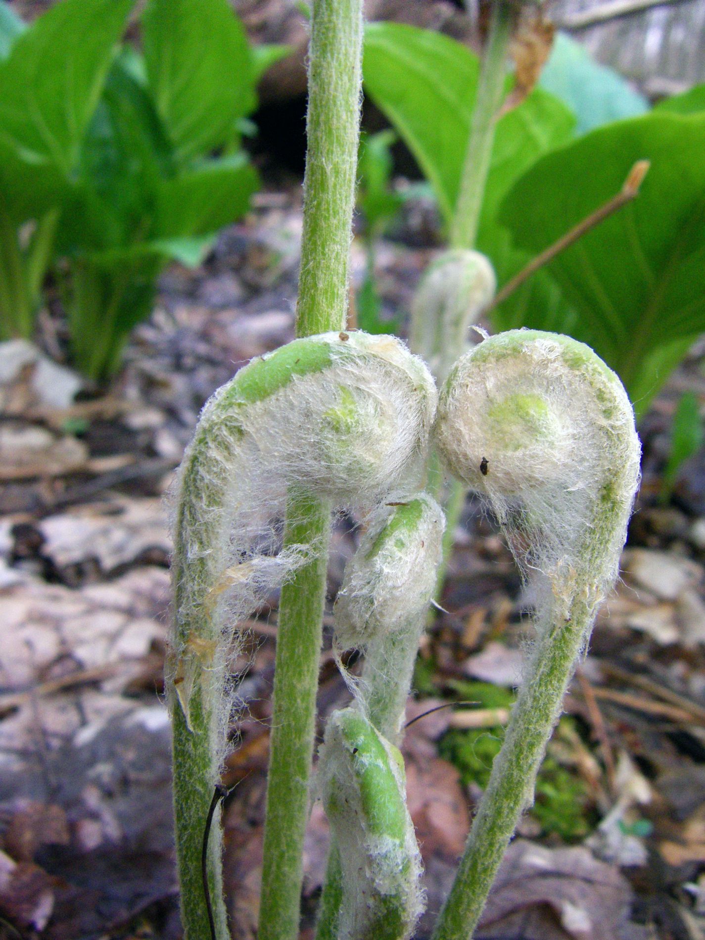 Fiddlehead fuzz.