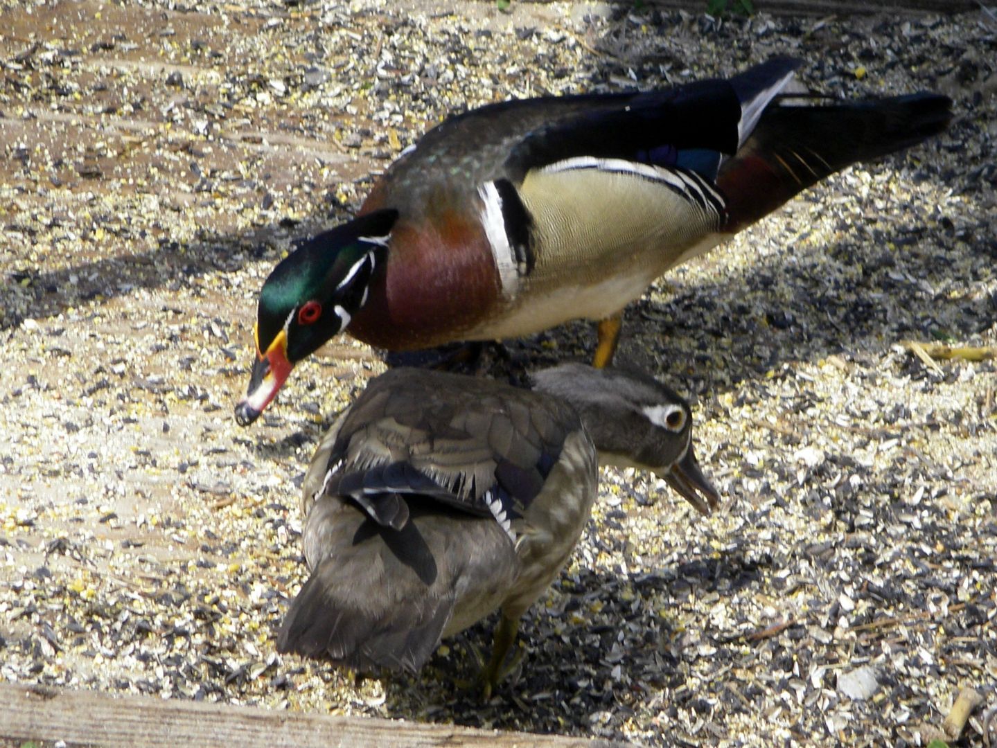 Wood Ducks