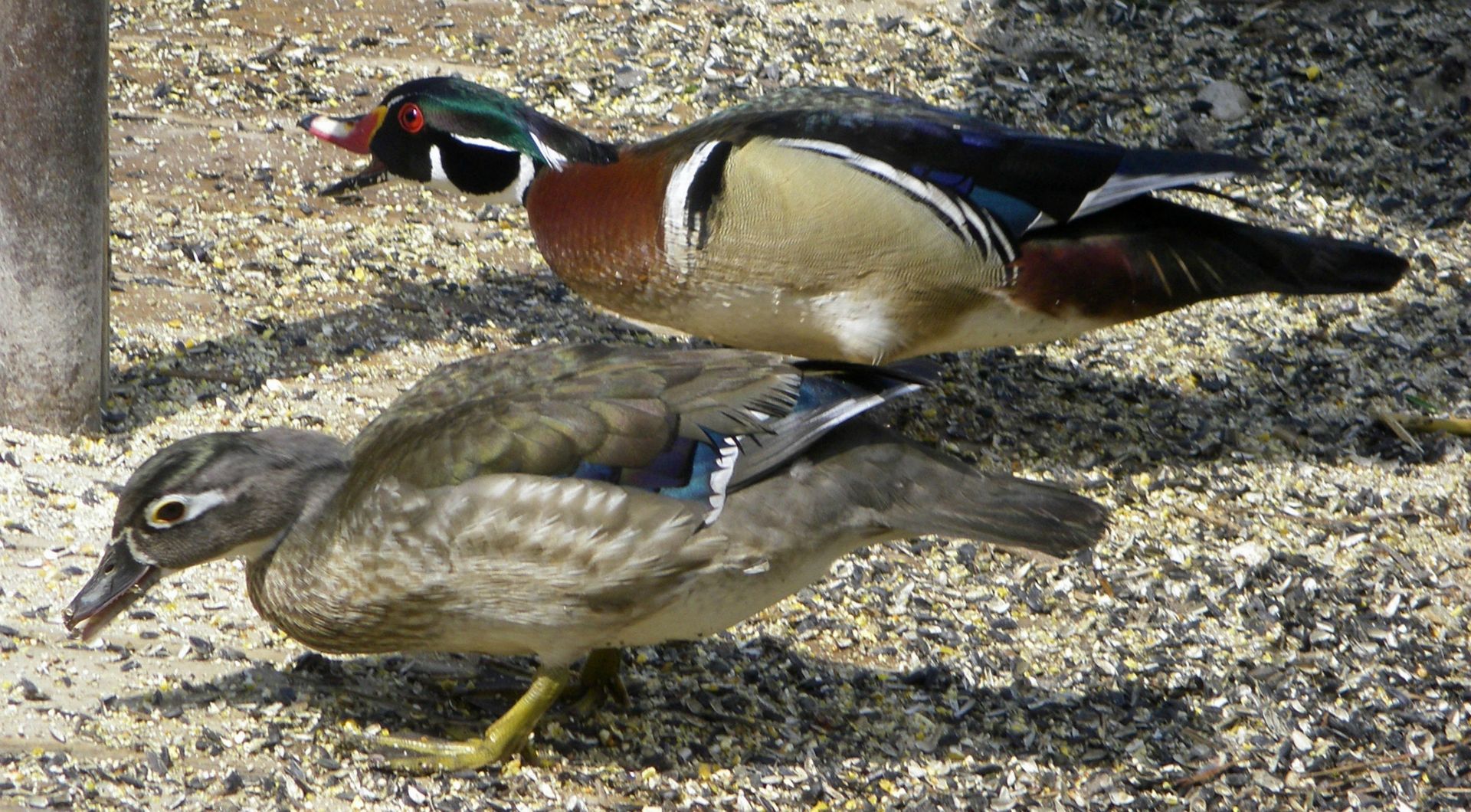 Wood Ducks, male doing it's Tyrannosaur impersonation.