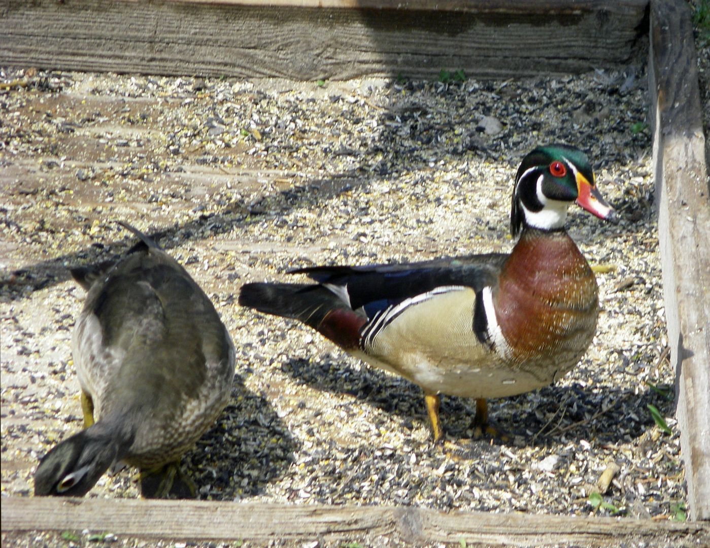 Wood Duck, male showing off his red eye.