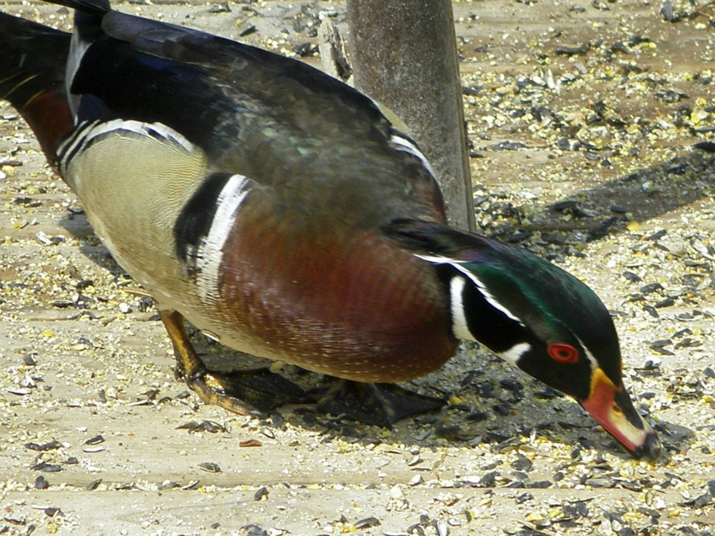 Wood Duck, more of his red eye.
