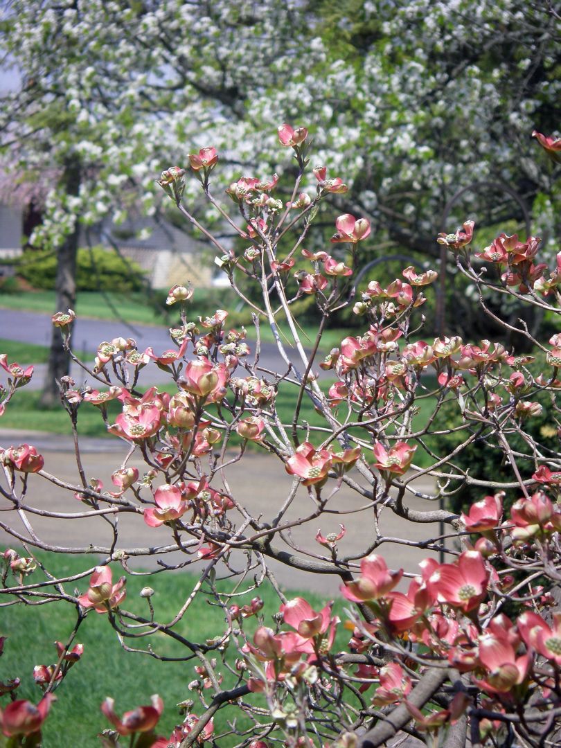 Mom's Dogwood.