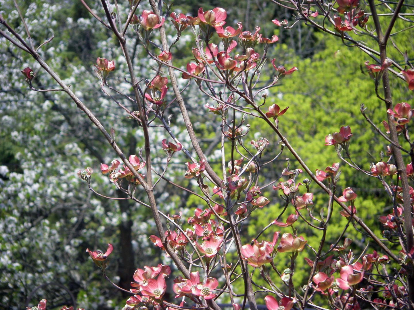 Cherry, Dogwood, Maple. White, Pink, Green.