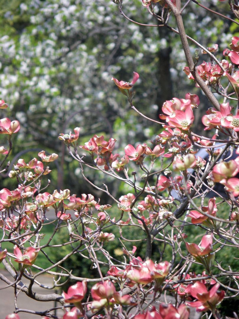 Cherry and Dogwood.