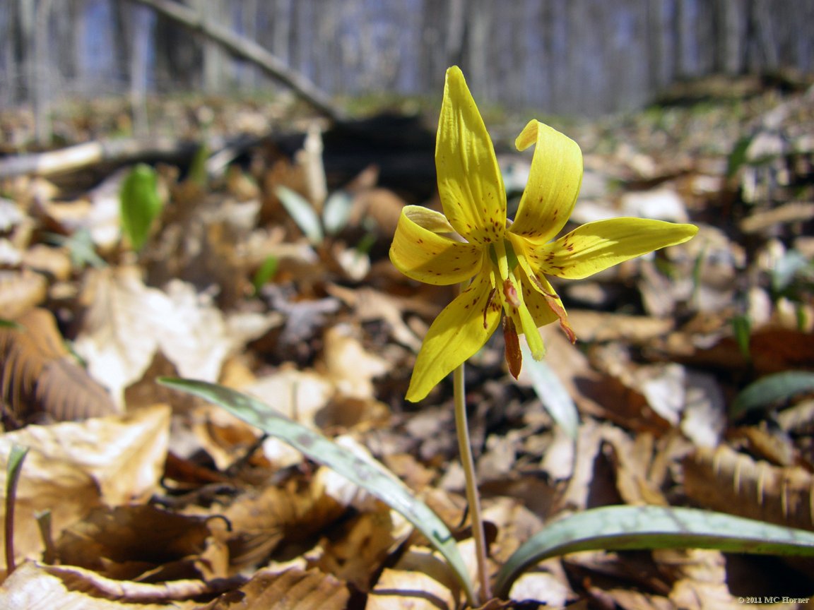 Trout Lily.