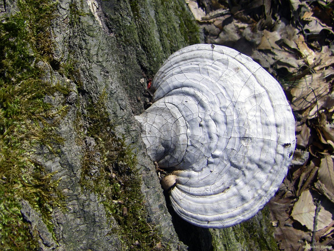 Bracket Fungus.