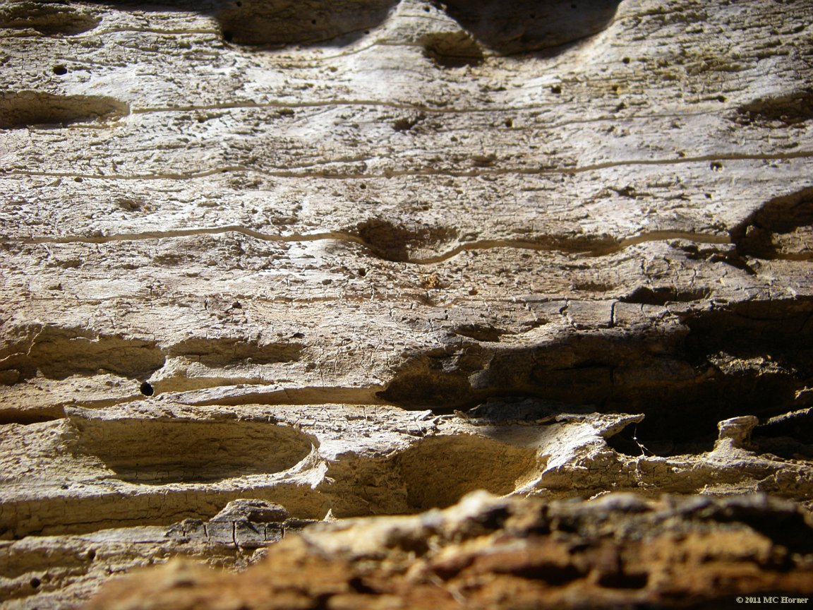 Inside the hollow tree.