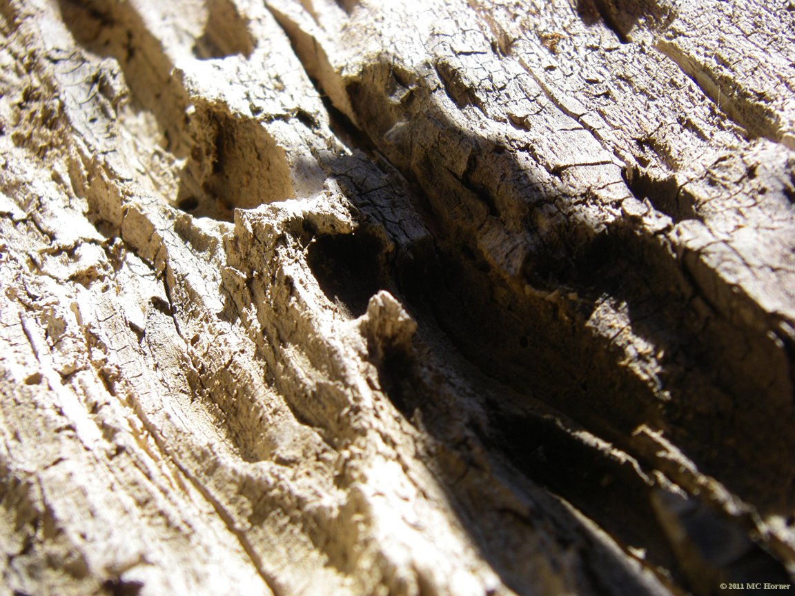 Inside the hollow tree.