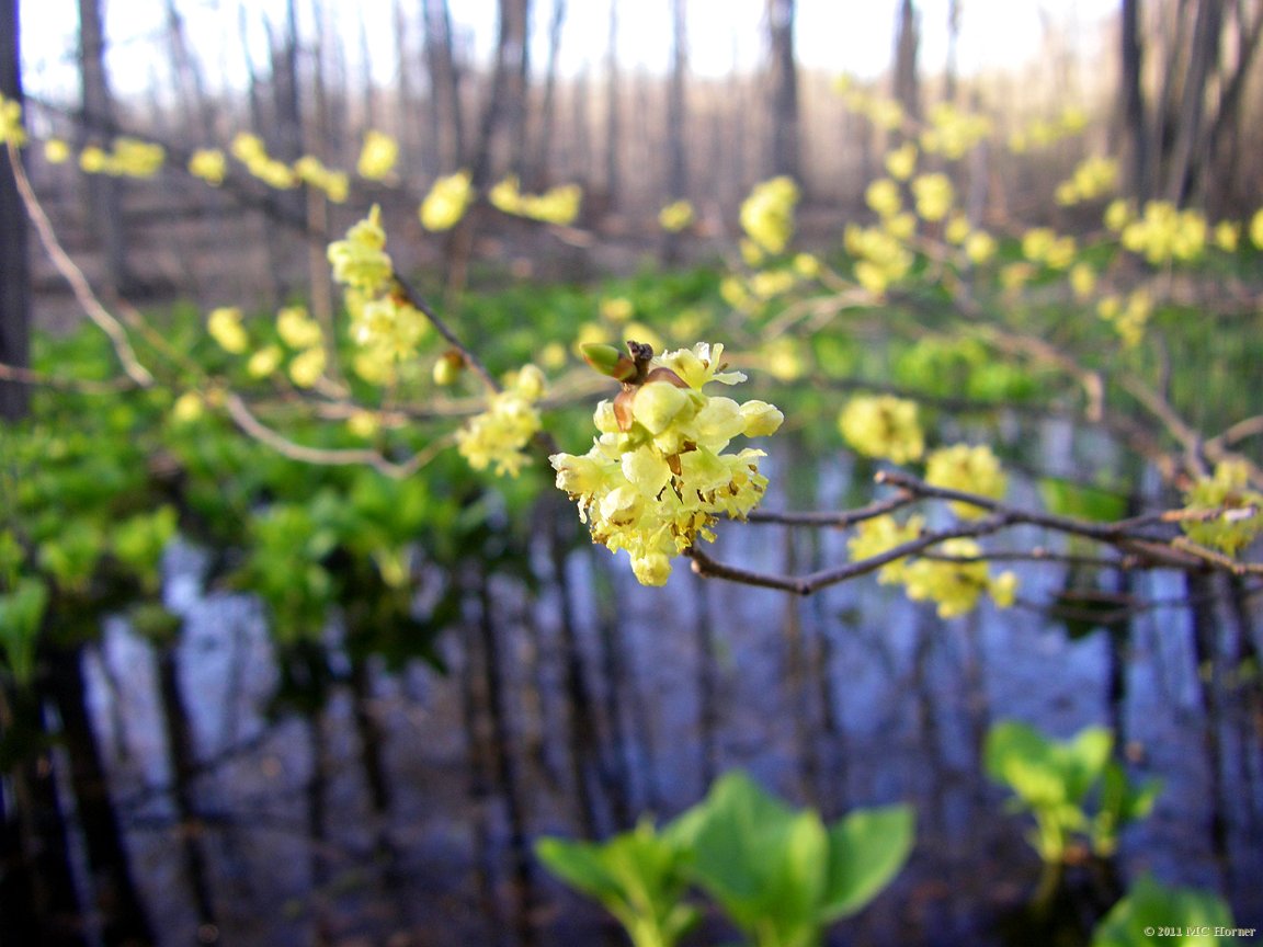 Yellow Spicebush near vernal pond.