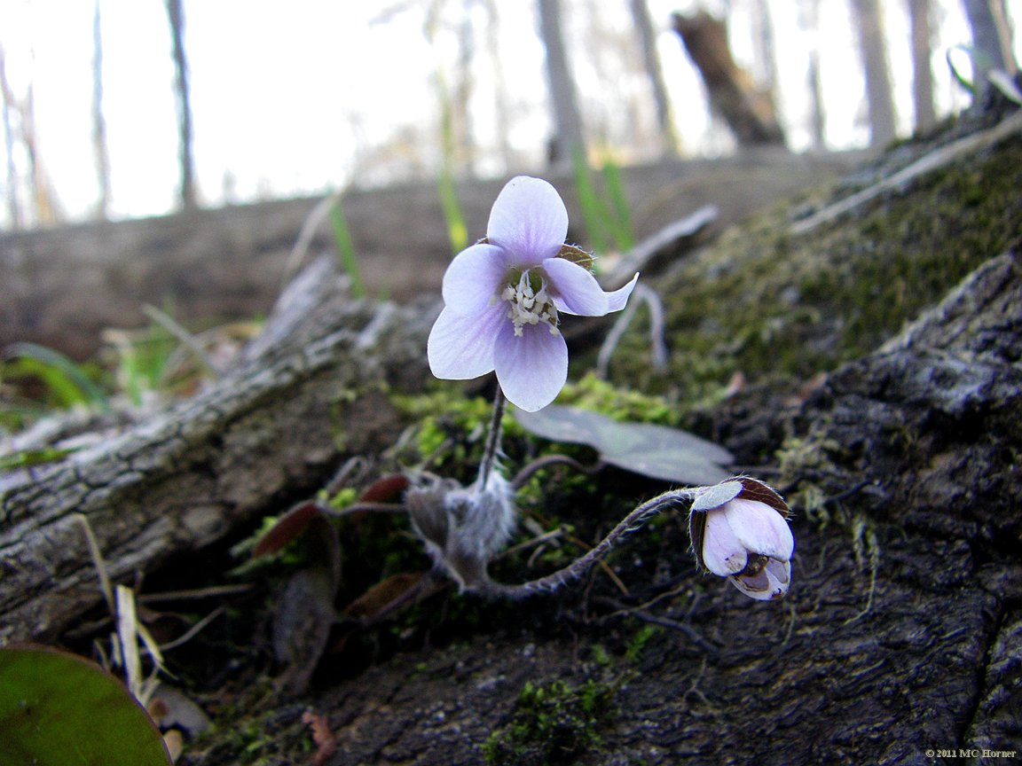 Round Lobed Hepatica.