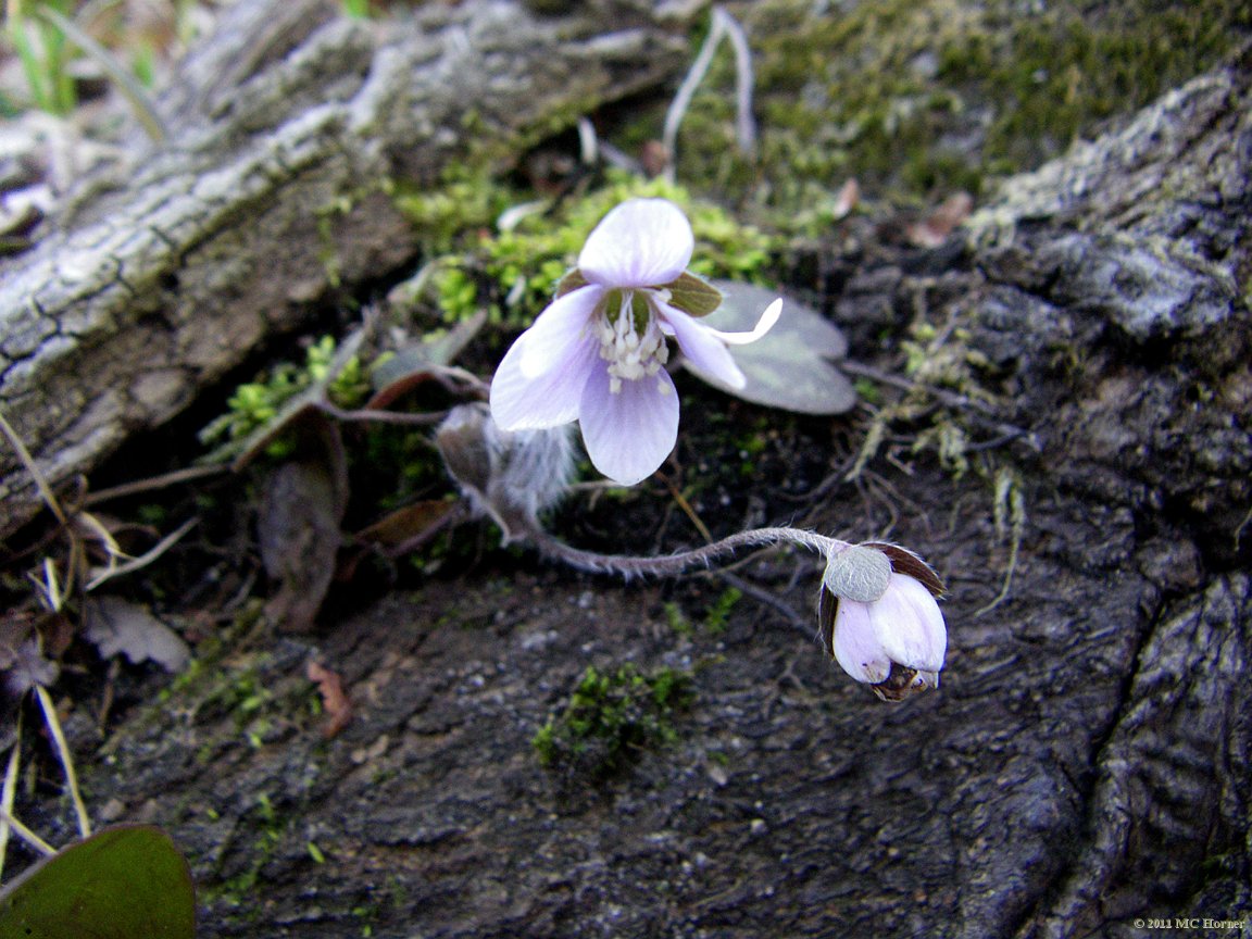 Round Lobed Hepatica.