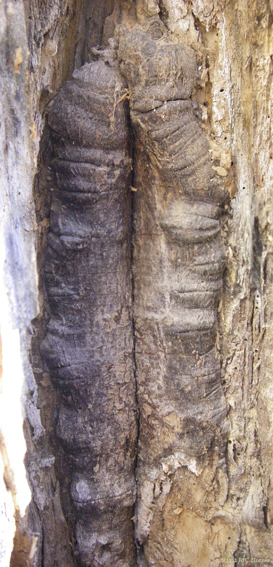 Tree Scar.