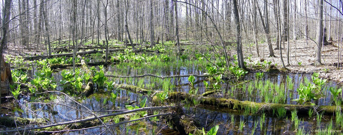 Vernal Pond Panorama.