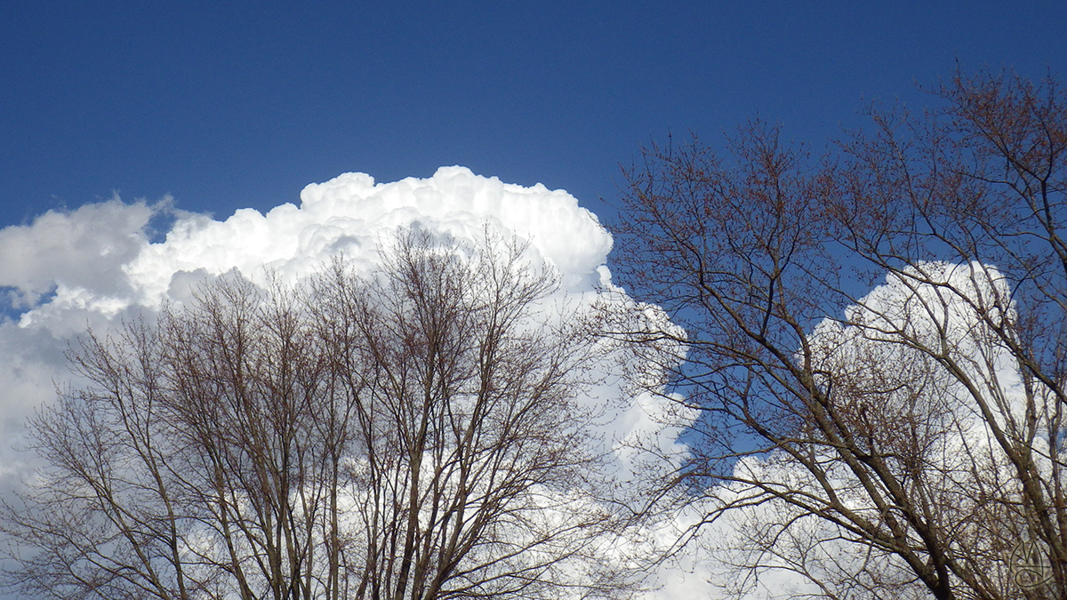 White cloud, red maple flower