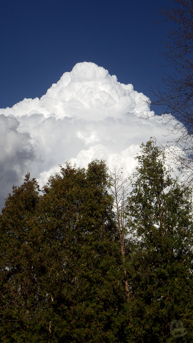 Cumulus and Arborvitae.